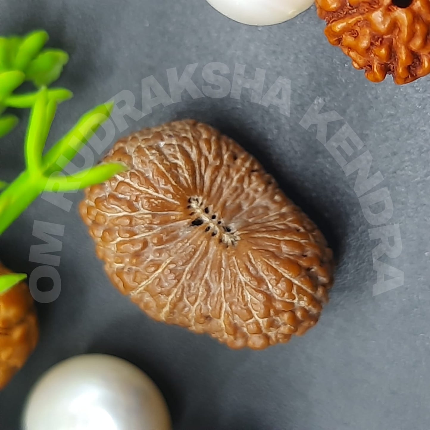 20 Mukhi / Tweenty Face Java Rudraksha 16mm Plus