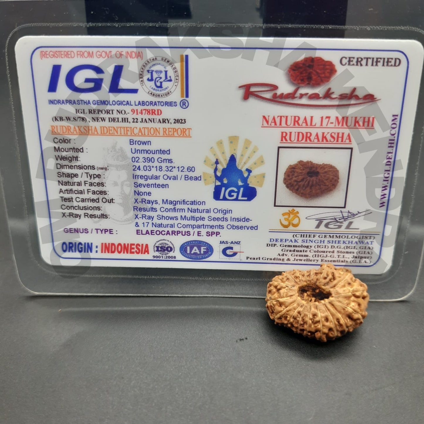 17 Mukhi / Seventeen Face Java Rudraksha (Collector) with IGL certified 24mm