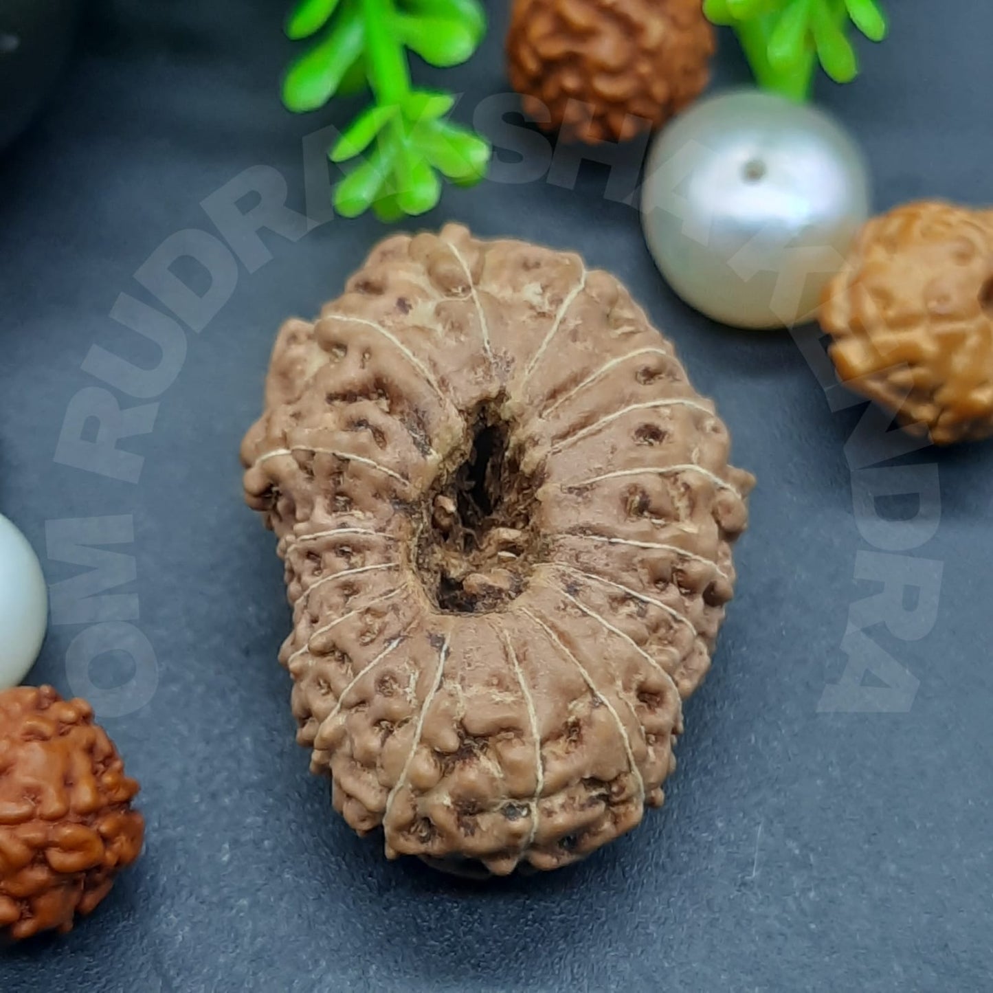 17 Mukhi / Seventeen Face Java Rudraksha (Collector) with IGL certified 24mm