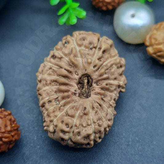 17 Mukhi / Seventeen Face Java Rudraksha (Collector) with IGL certified 24mm