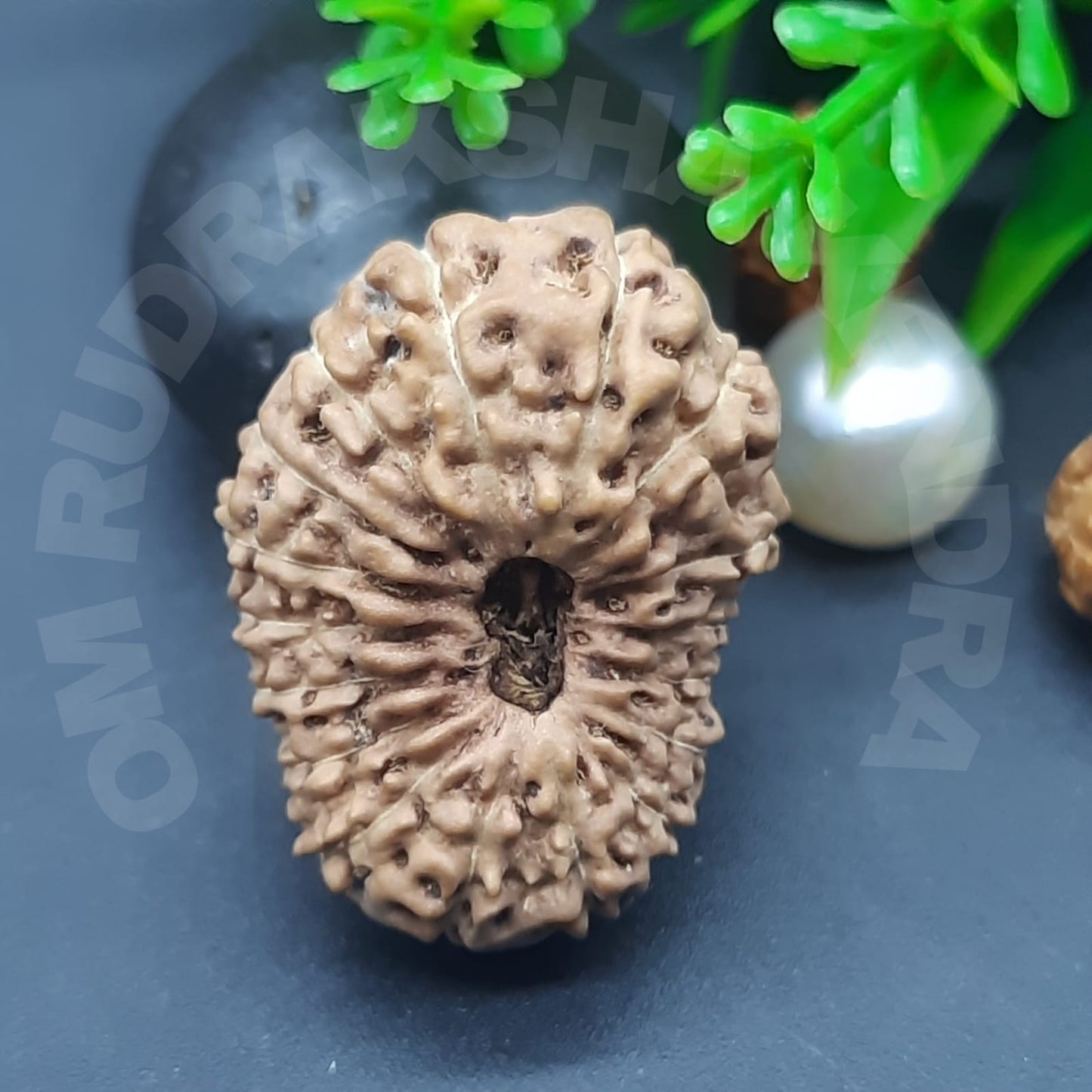 17 Mukhi / Seventeen Face Java Rudraksha (Collector) with IGL certified 24mm