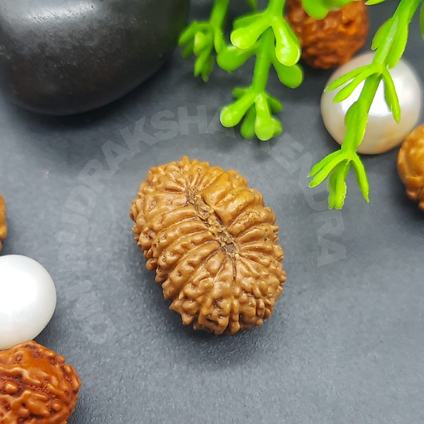 Rare 19 Mukhi / Nineteen Face Java Rudraksha