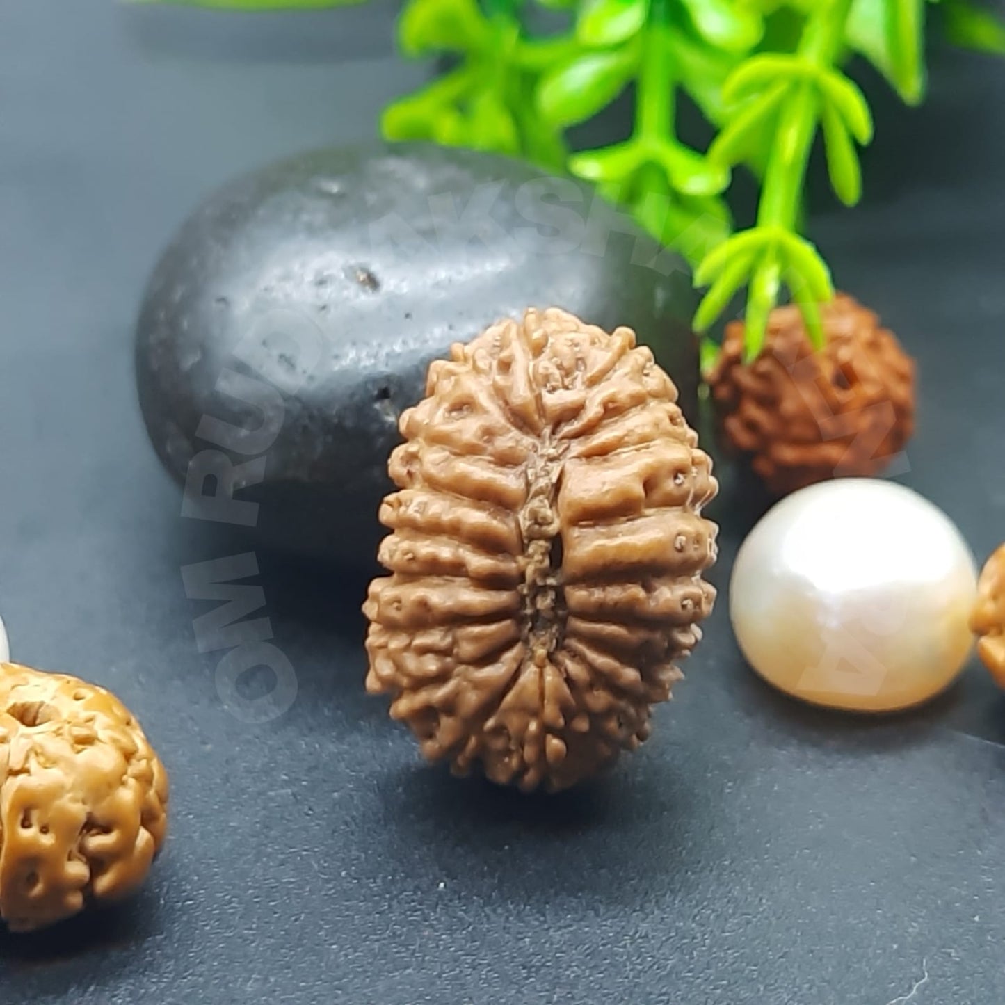 Rare 19 Mukhi / Nineteen Face Java Rudraksha