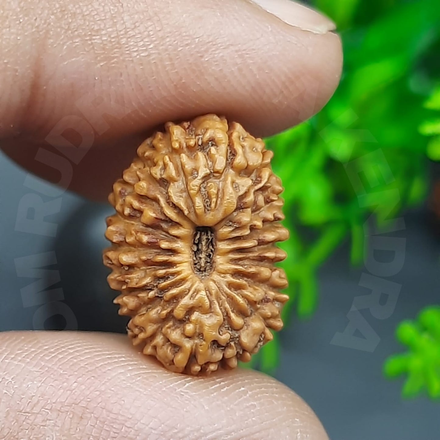 Rare 19 Mukhi / Nineteen Face Java Rudraksha