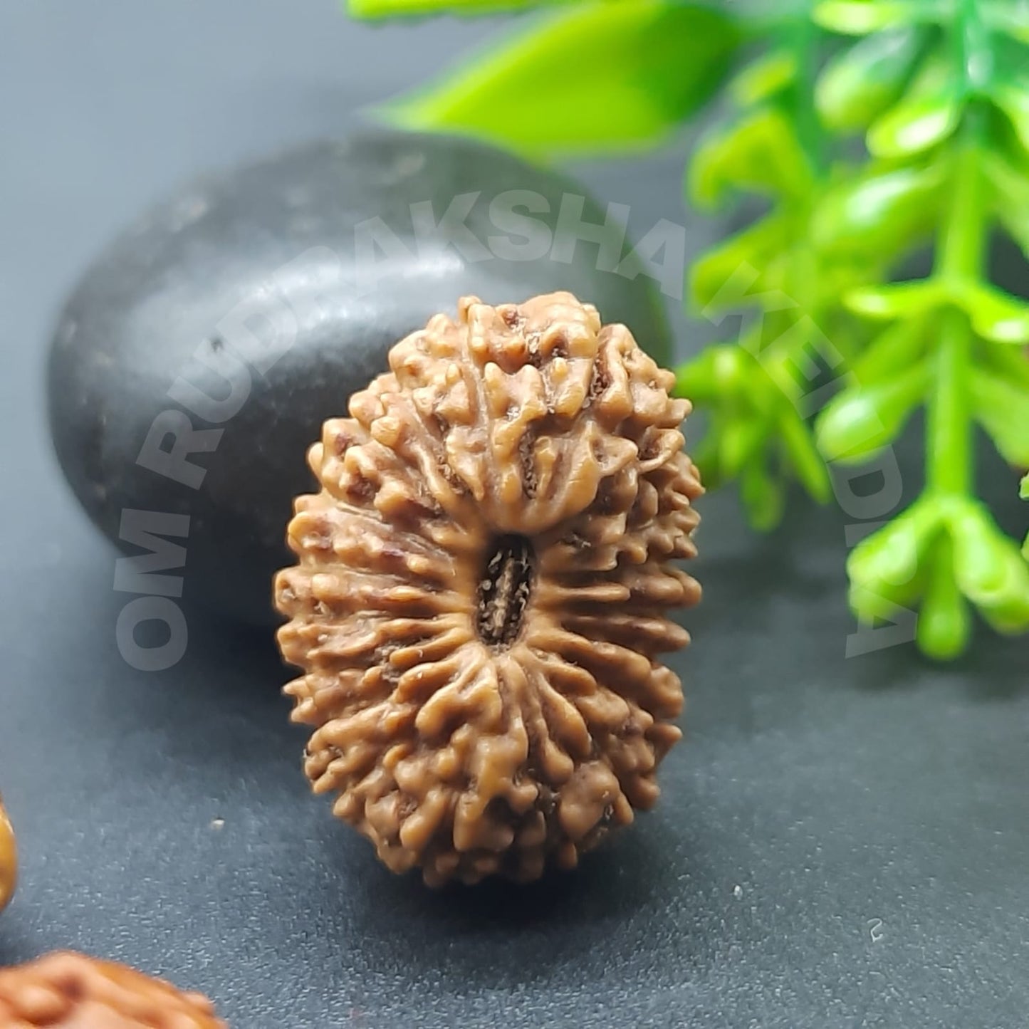 Rare 19 Mukhi / Nineteen Face Java Rudraksha