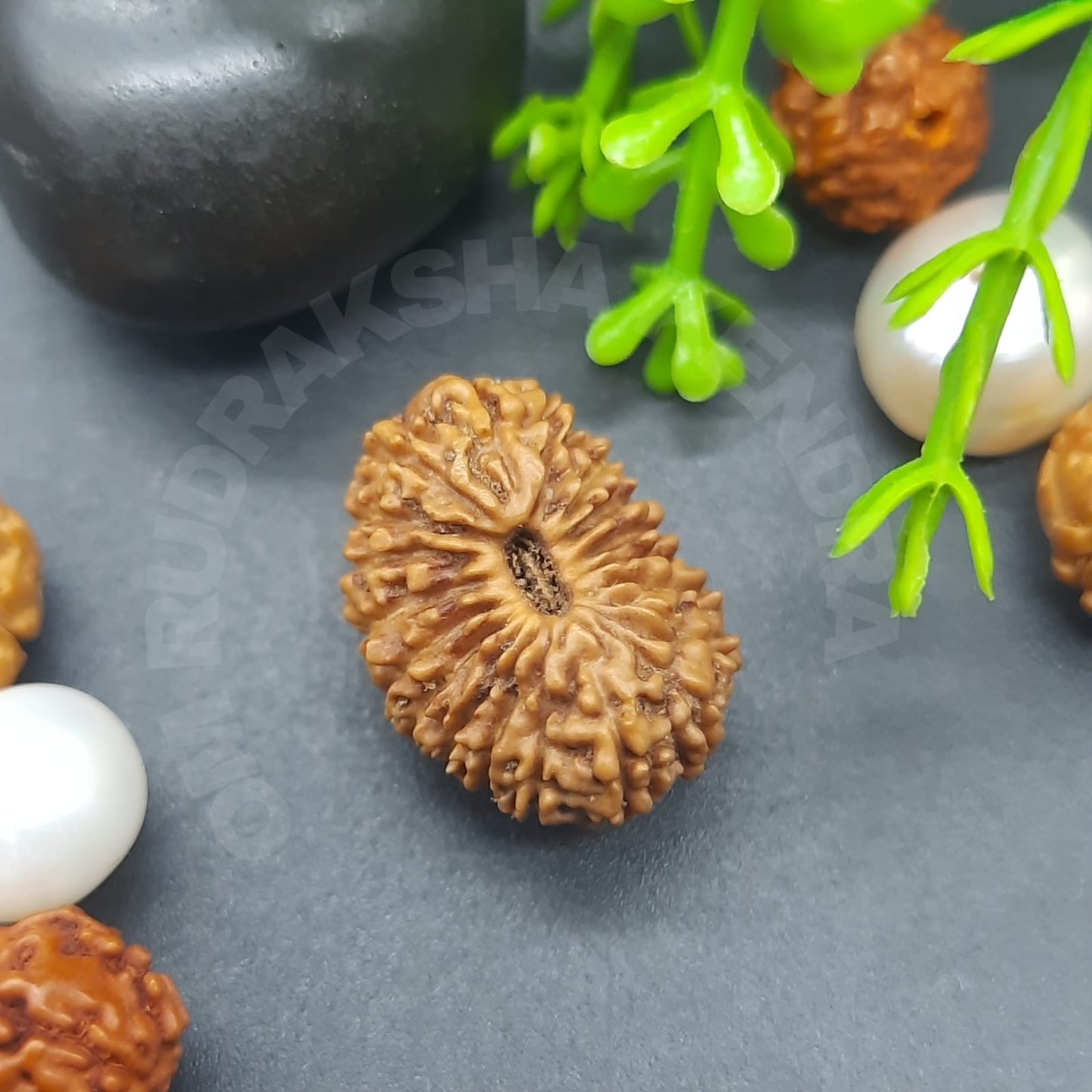 Rare 19 Mukhi / Nineteen Face Java Rudraksha