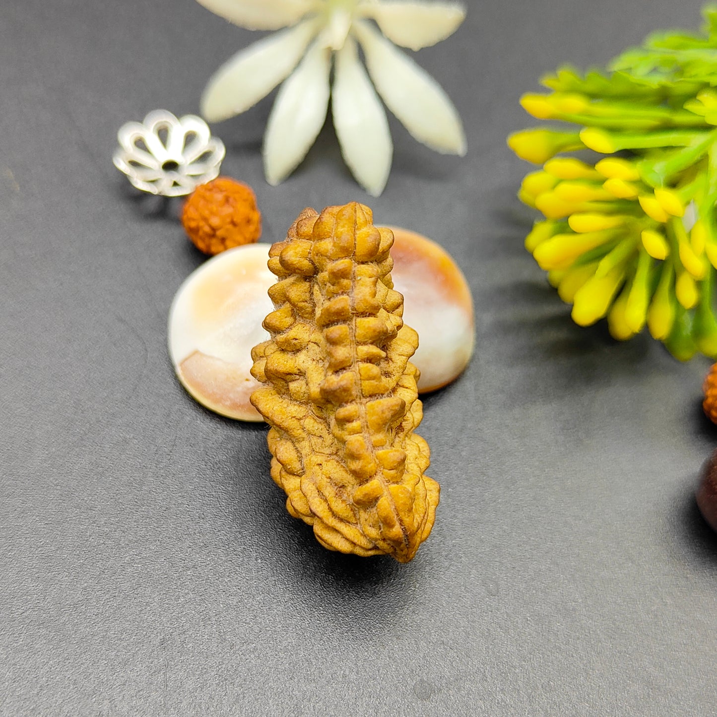 Ek Mukhi Kaju / One Face Halfmoon Rudraksha (South India)