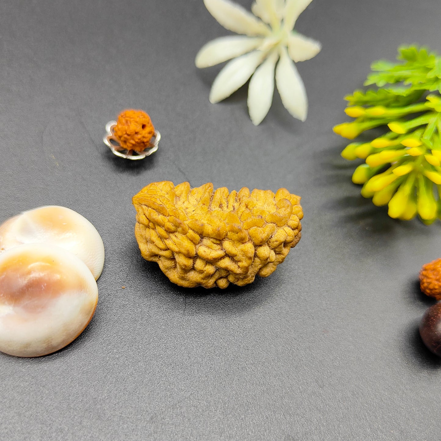 Ek Mukhi Kaju / One Face Halfmoon Rudraksha (South India)