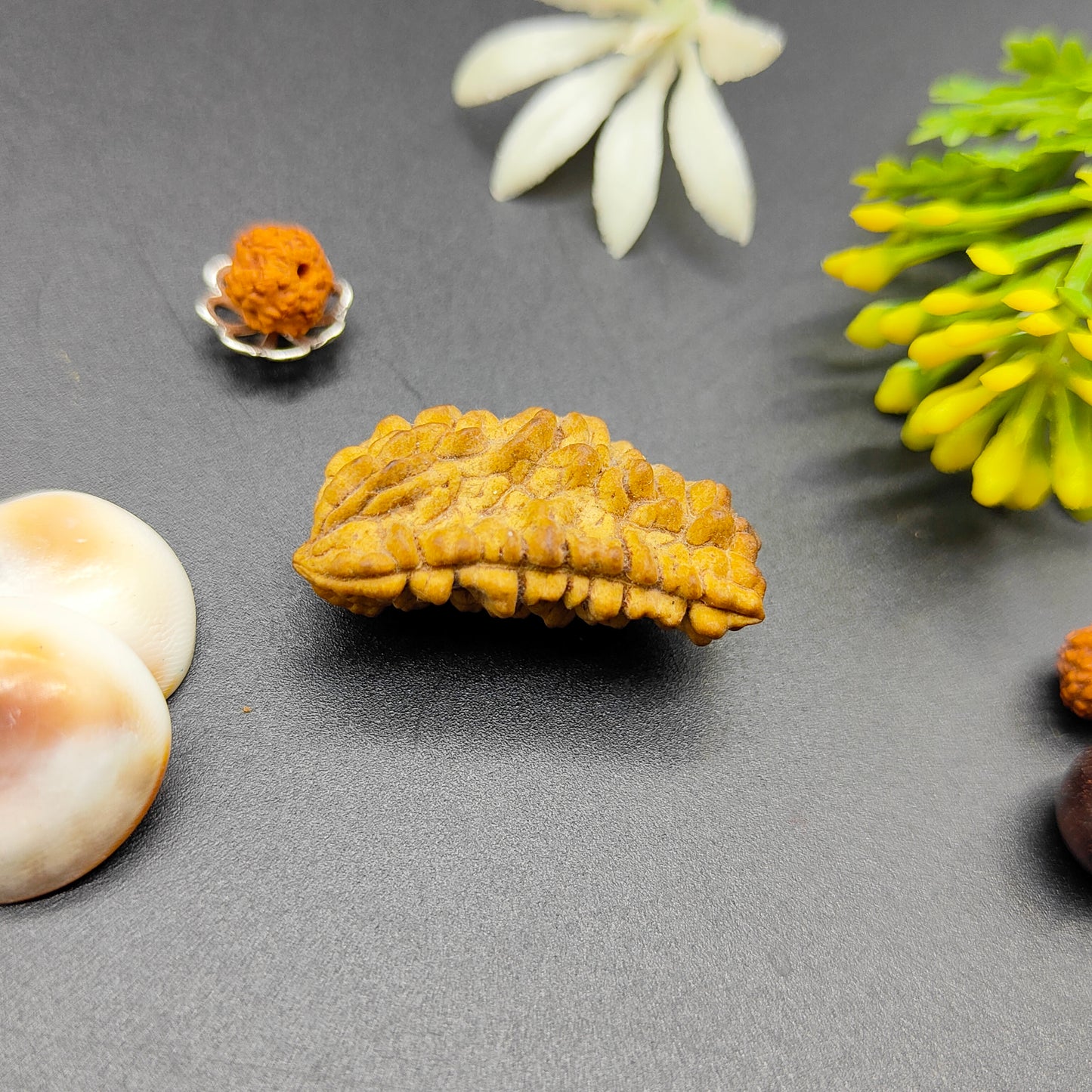 Ek Mukhi Kaju / One Face Halfmoon Rudraksha (South India)