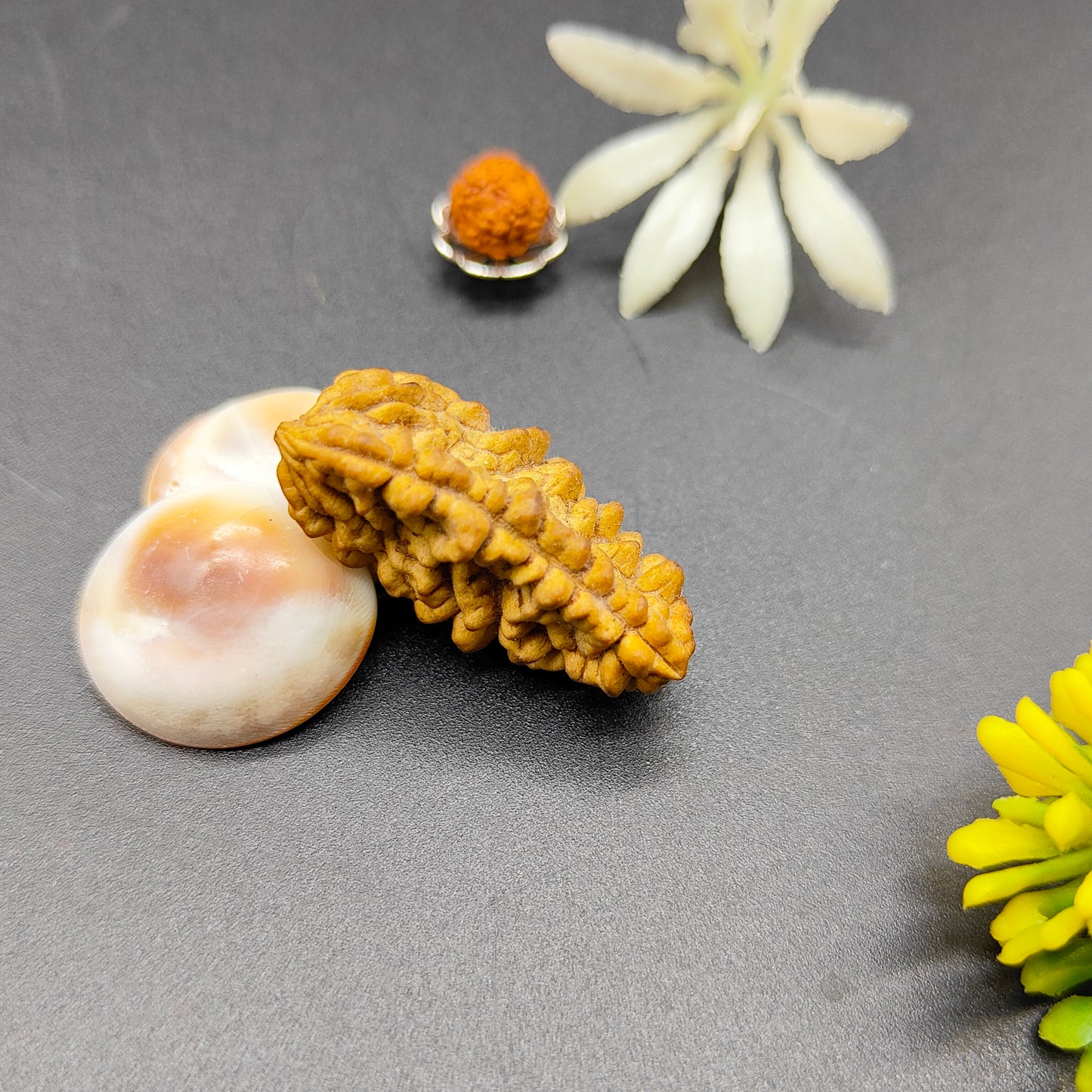 Ek Mukhi Kaju / One Face Halfmoon Rudraksha (South India)