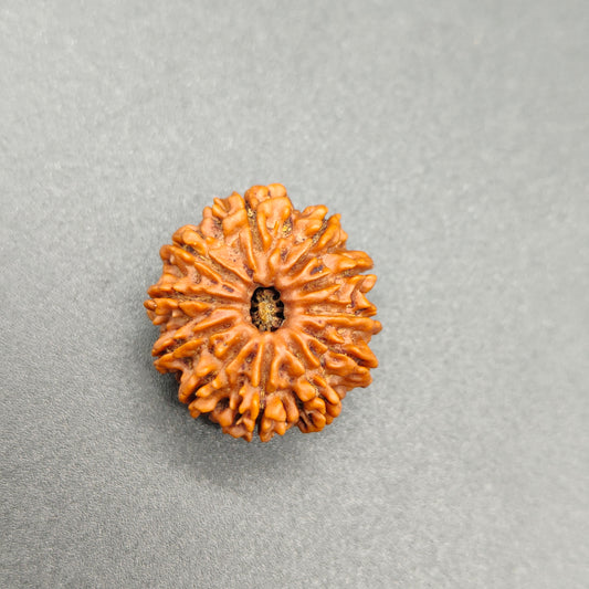 11 Mukhi / Eleven Face Nepal Rudraksha