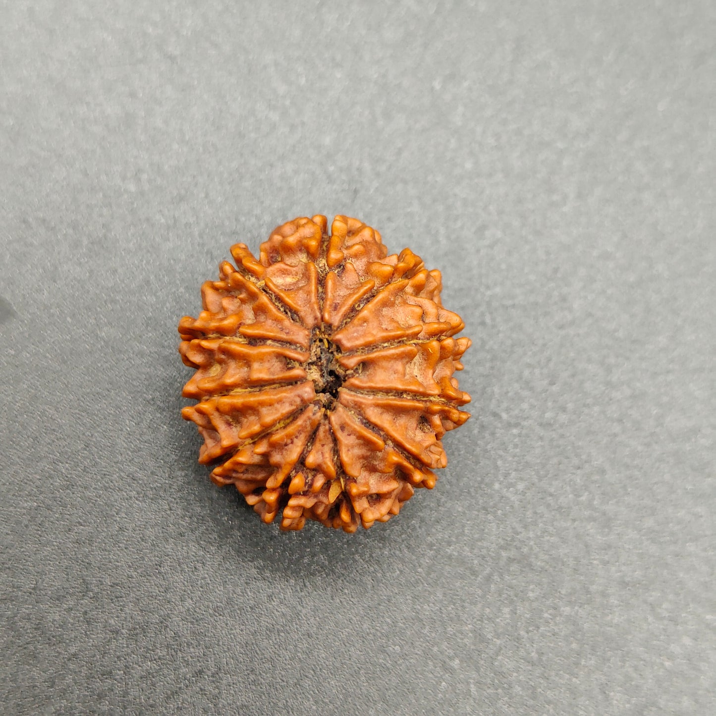 11 Mukhi / Eleven Face Nepal Rudraksha