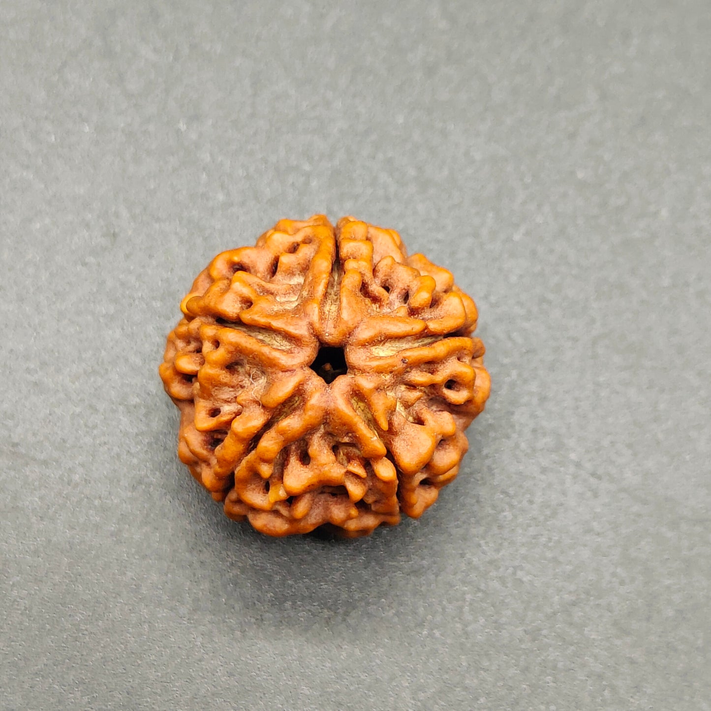 5 Mukhi / Five Face Nepal Rudraksha
