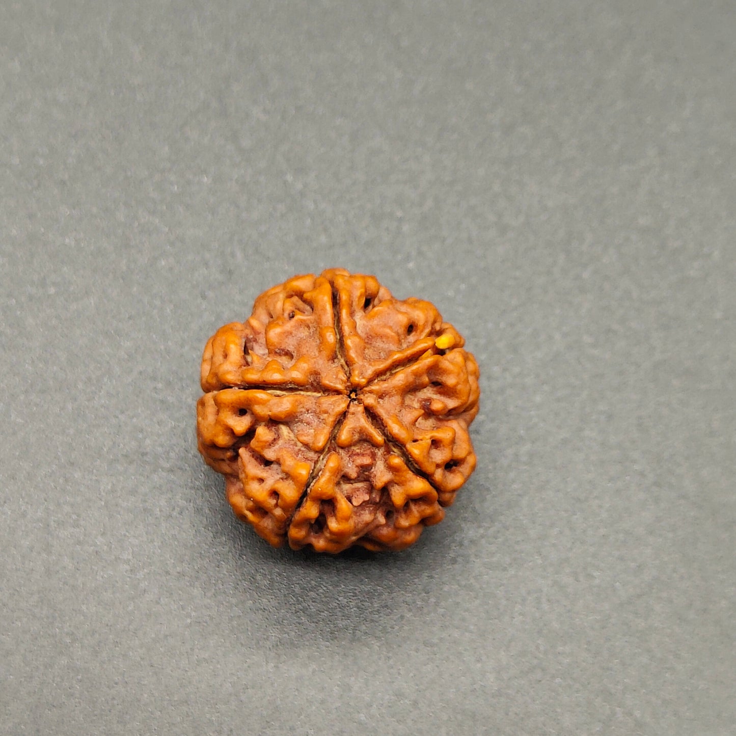5 Mukhi / Five Face Nepal Rudraksha