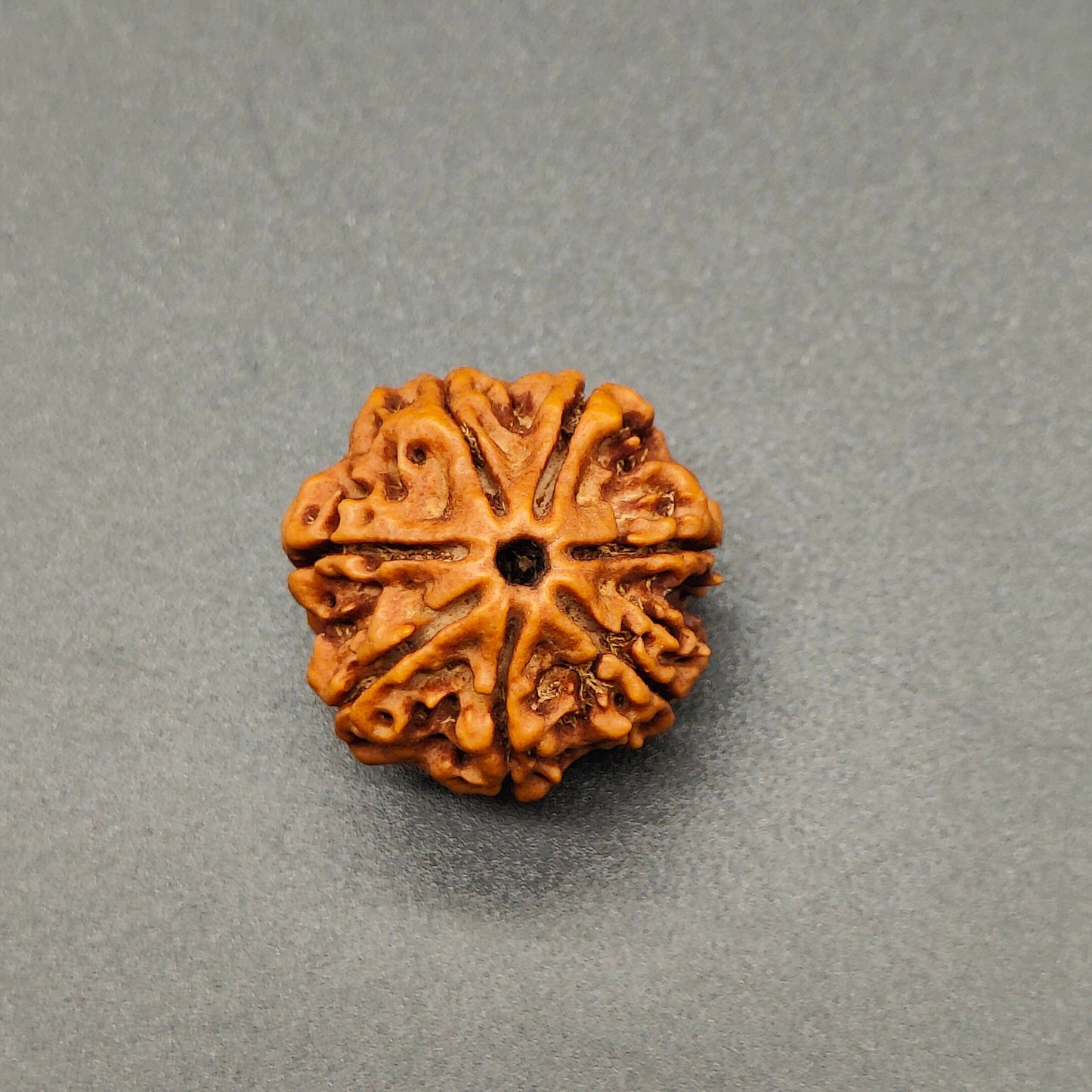 7 Mukhi / Seven Face Nepal Rudraksha