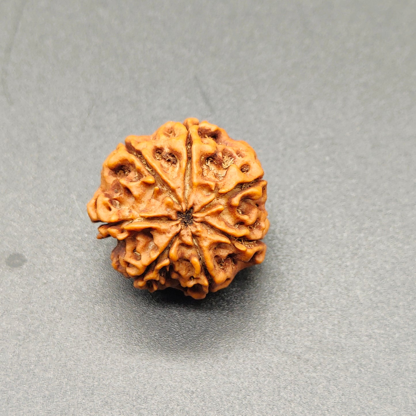 7 Mukhi / Seven Face Nepal Rudraksha