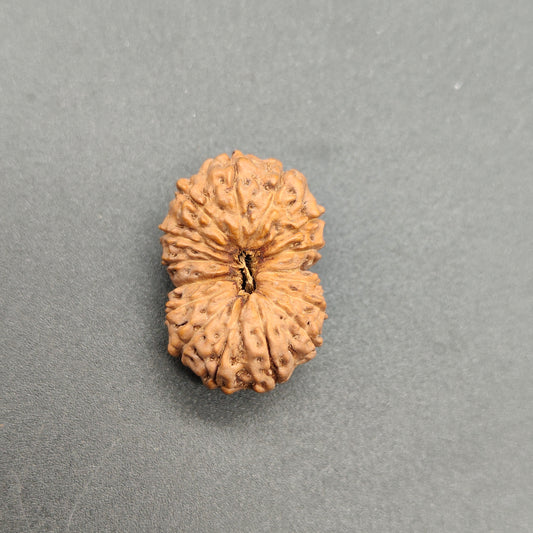16 Mukhi / Sixteen Face Java Super Collector Rudraksha 23.40mm