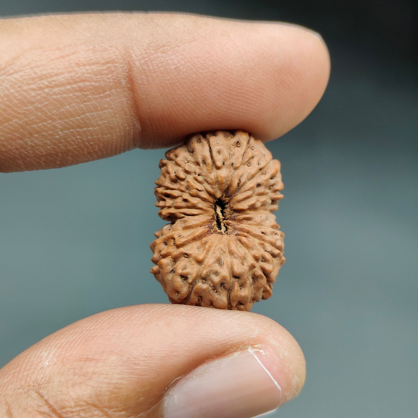 16 Mukhi / Sixteen Face Java Super Collector Rudraksha 23.40mm