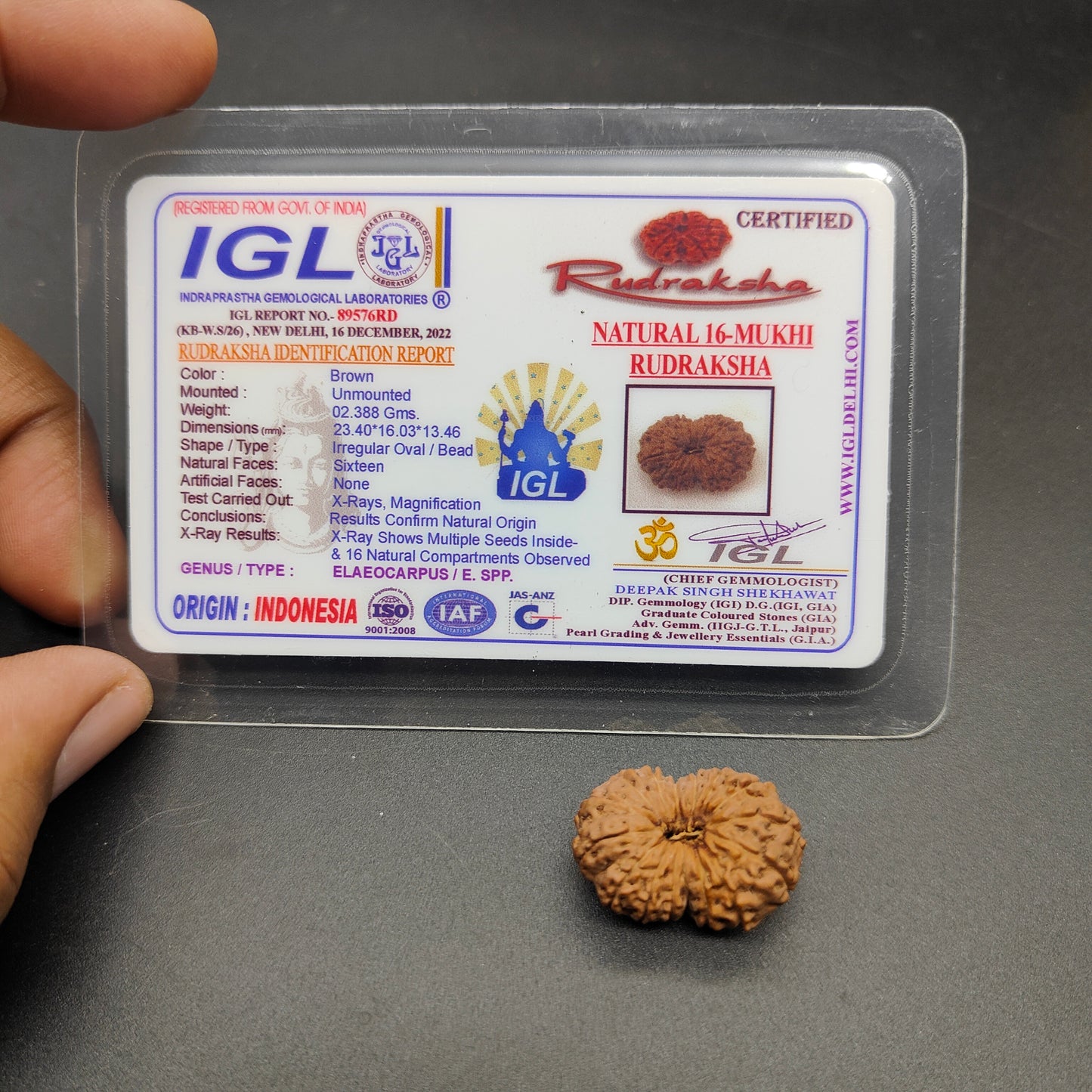 16 Mukhi / Sixteen Face Java Super Collector Rudraksha 23.40mm