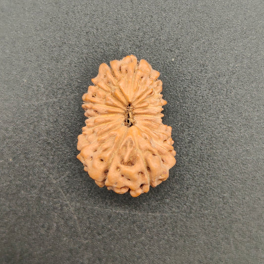 16 Mukhi / Sixteen Face Java Collector Rudraksha 21.02mm