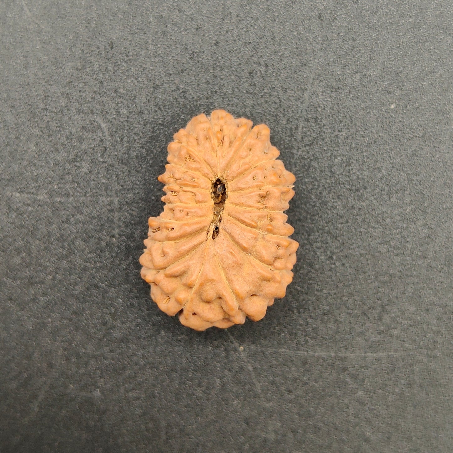 16 Mukhi / Sixteen Face Java Collector Rudraksha 21.02mm