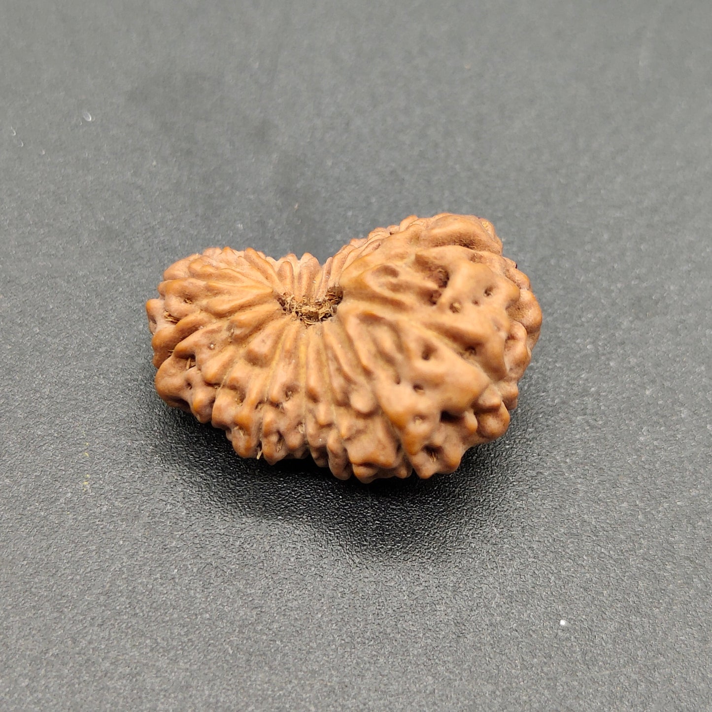 16 Mukhi / Sixteen Face Java Collector Rudraksha 21.02mm
