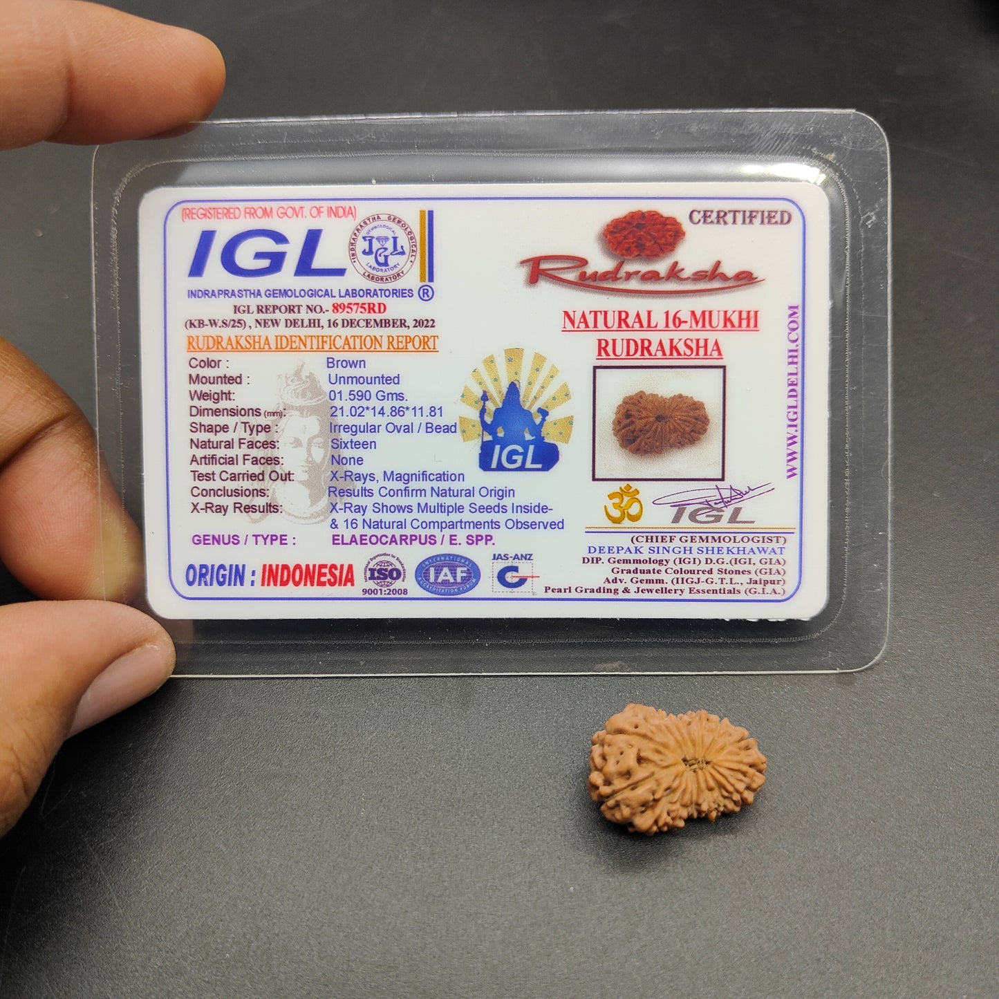 16 Mukhi / Sixteen Face Java Collector Rudraksha 21.02mm