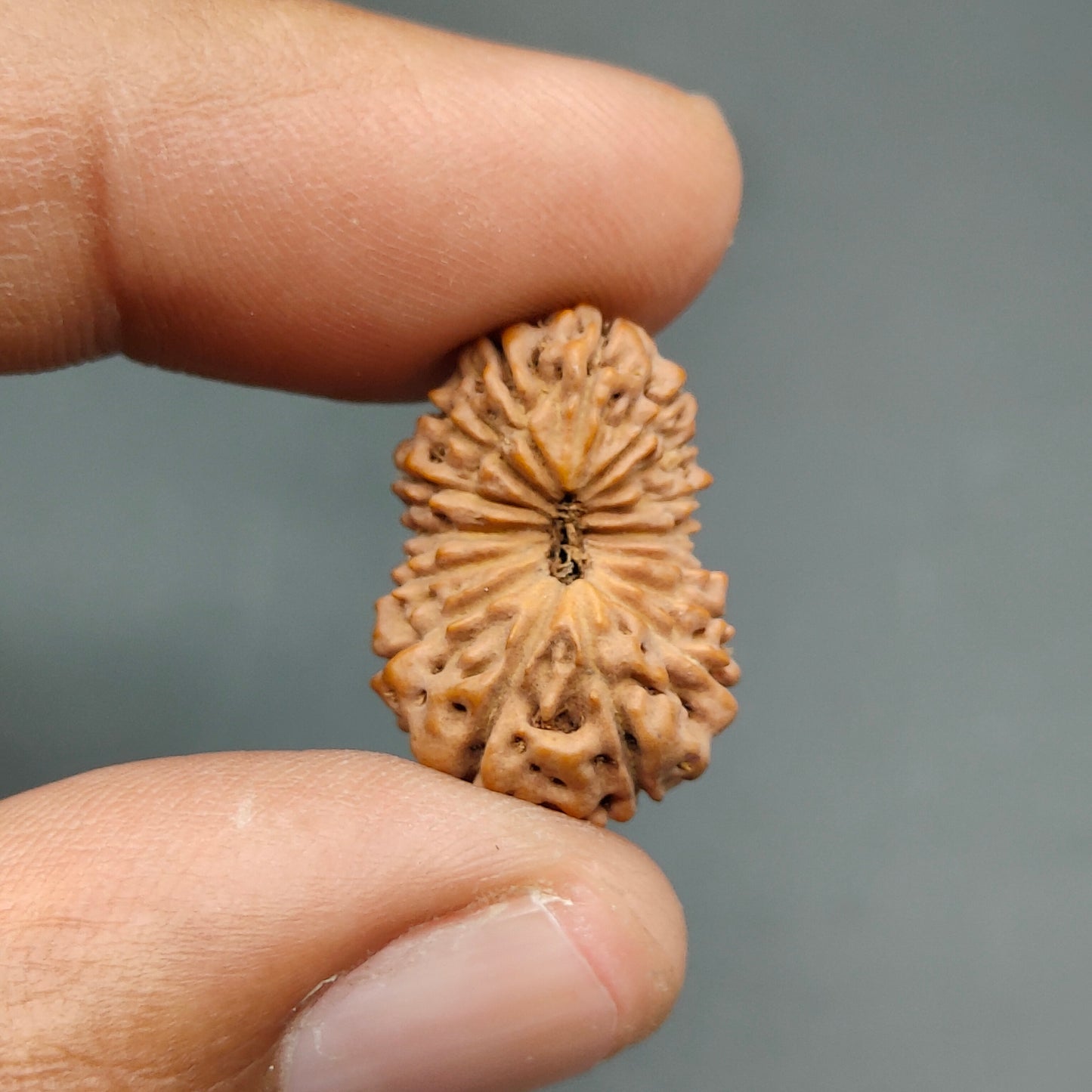 16 Mukhi / Sixteen Face Java Collector Rudraksha 21.02mm