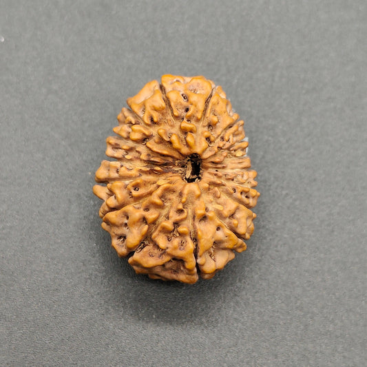 16 Mukhi / Sixteen Face Java Super Collector Rudraksha 23.85mm