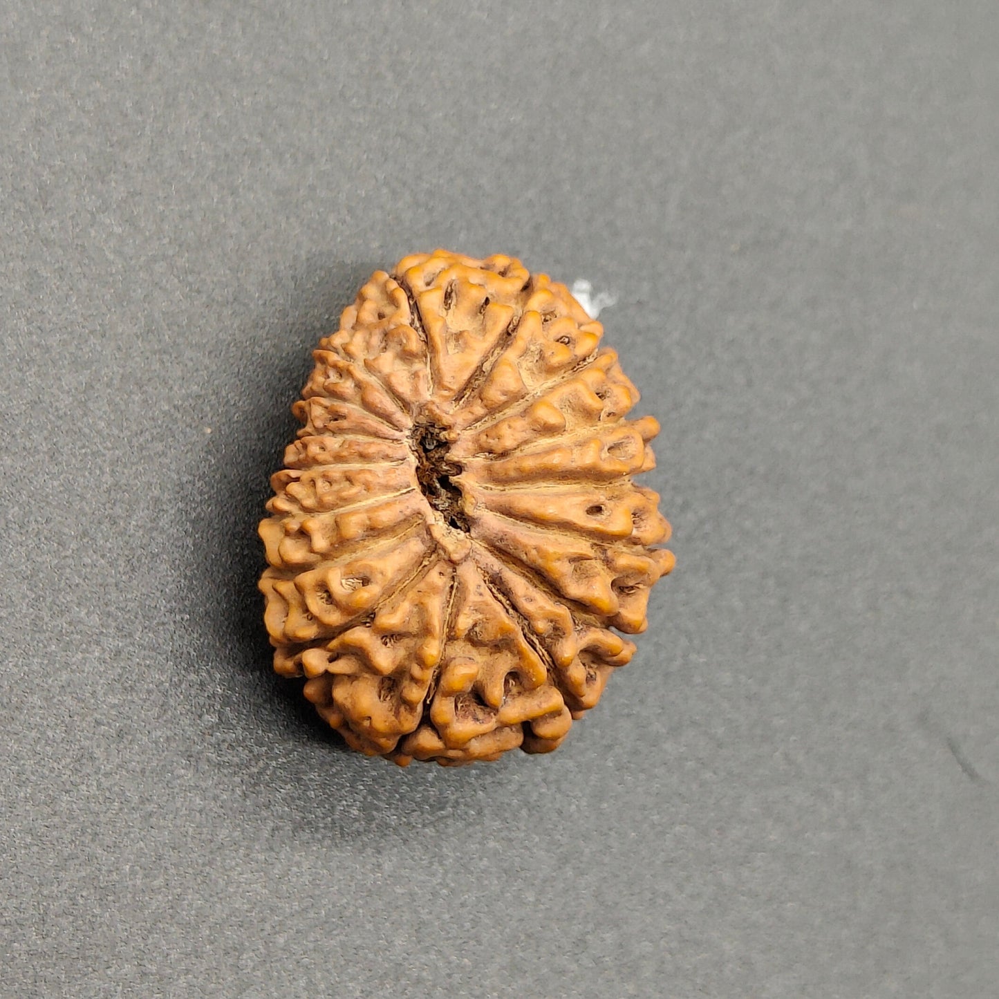 16 Mukhi / Sixteen Face Java Super Collector Rudraksha 23.85mm