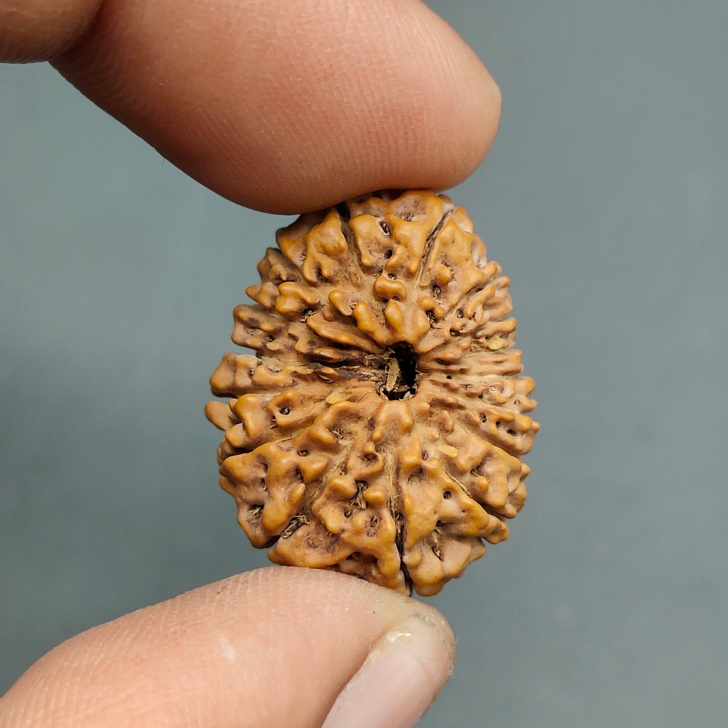 16 Mukhi / Sixteen Face Java Super Collector Rudraksha 23.85mm
