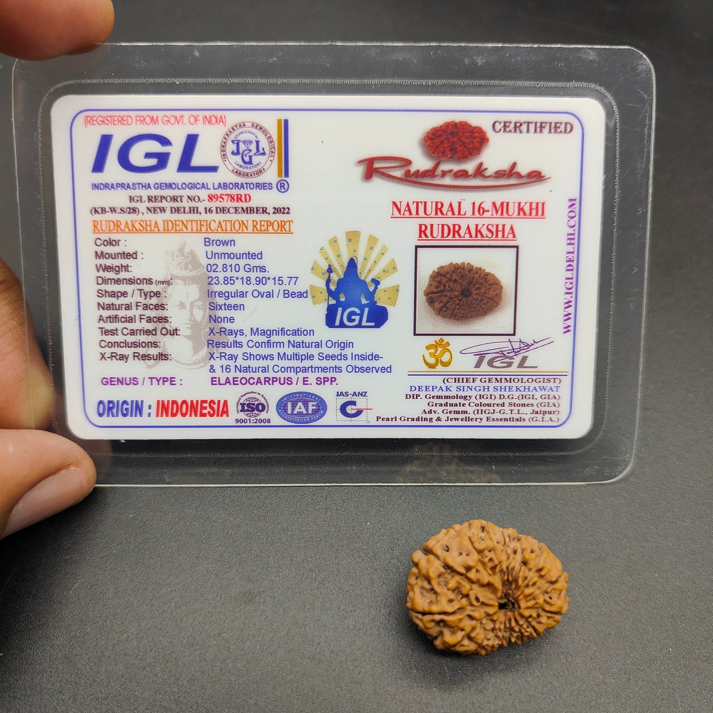 16 Mukhi / Sixteen Face Java Super Collector Rudraksha 23.85mm