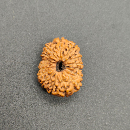 16 Mukhi / Sixteen Face Java Collector Rudraksha 20.80mm