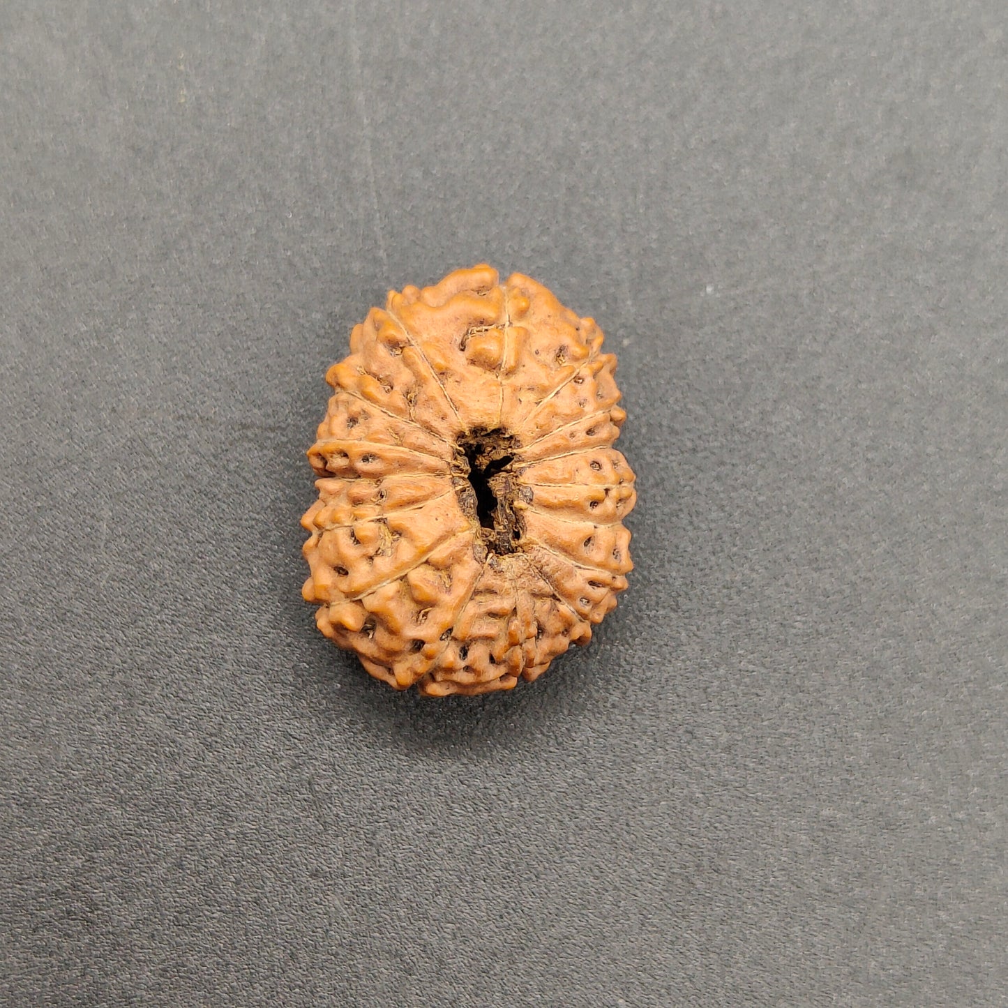 16 Mukhi / Sixteen Face Java Collector Rudraksha 20.80mm