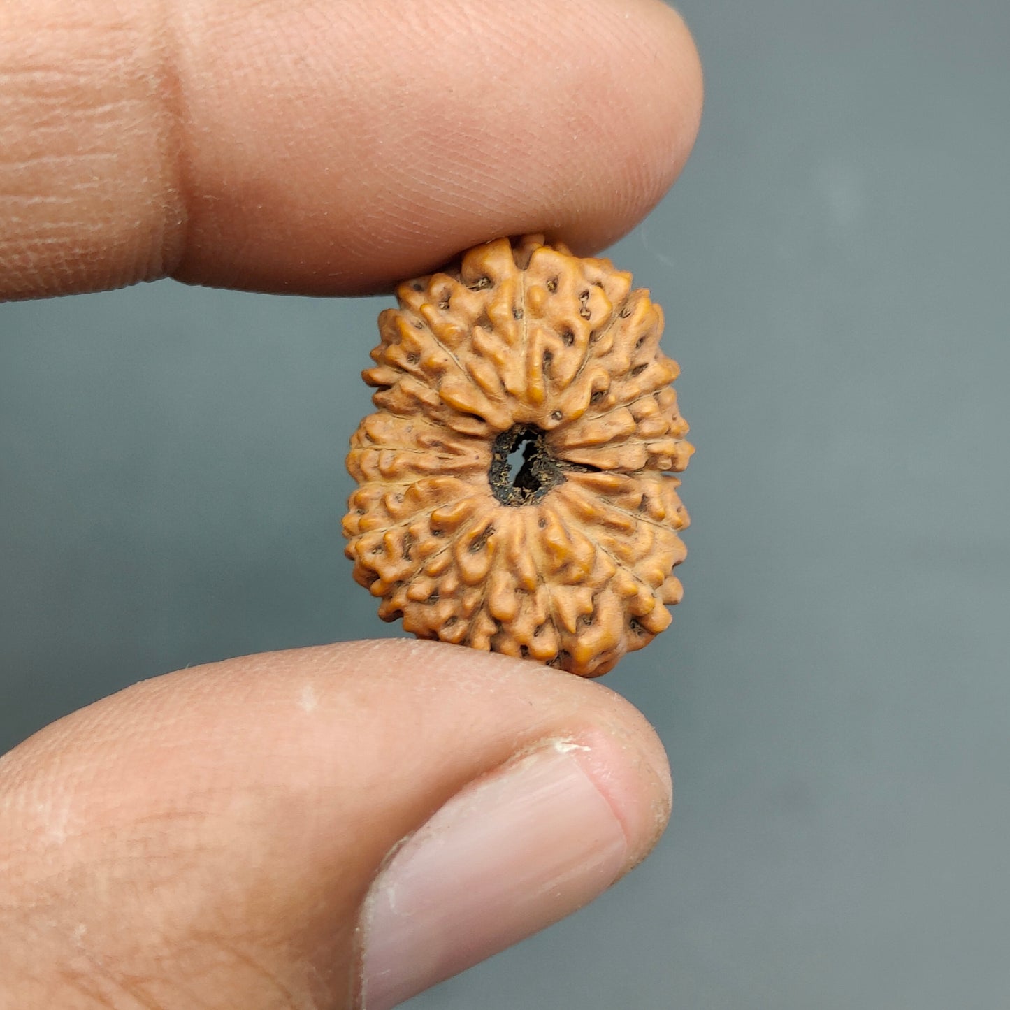 16 Mukhi / Sixteen Face Java Collector Rudraksha 20.80mm