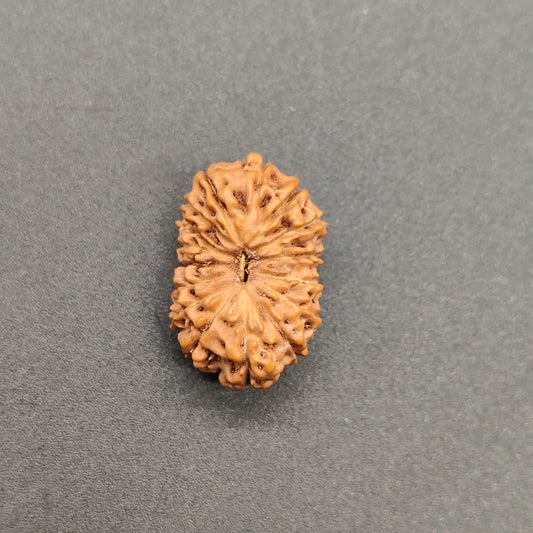 16 Mukhi / Sixteen Face Java Rudraksha 19.15 mm