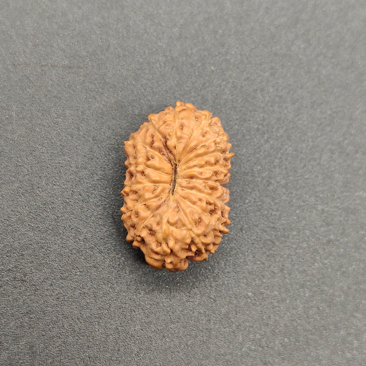 16 Mukhi / Sixteen Face Java Rudraksha 19.15 mm