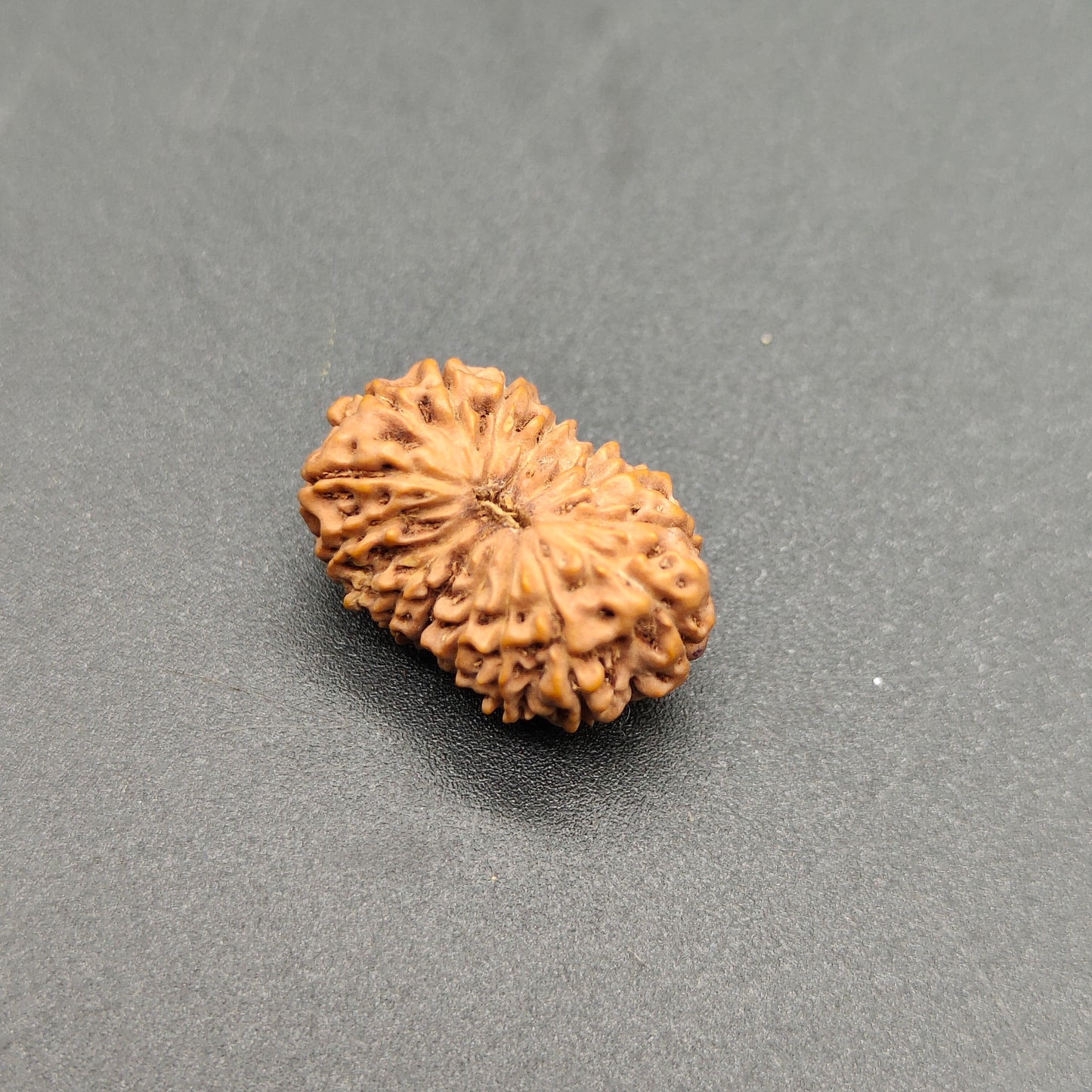 16 Mukhi / Sixteen Face Java Rudraksha 19.15 mm