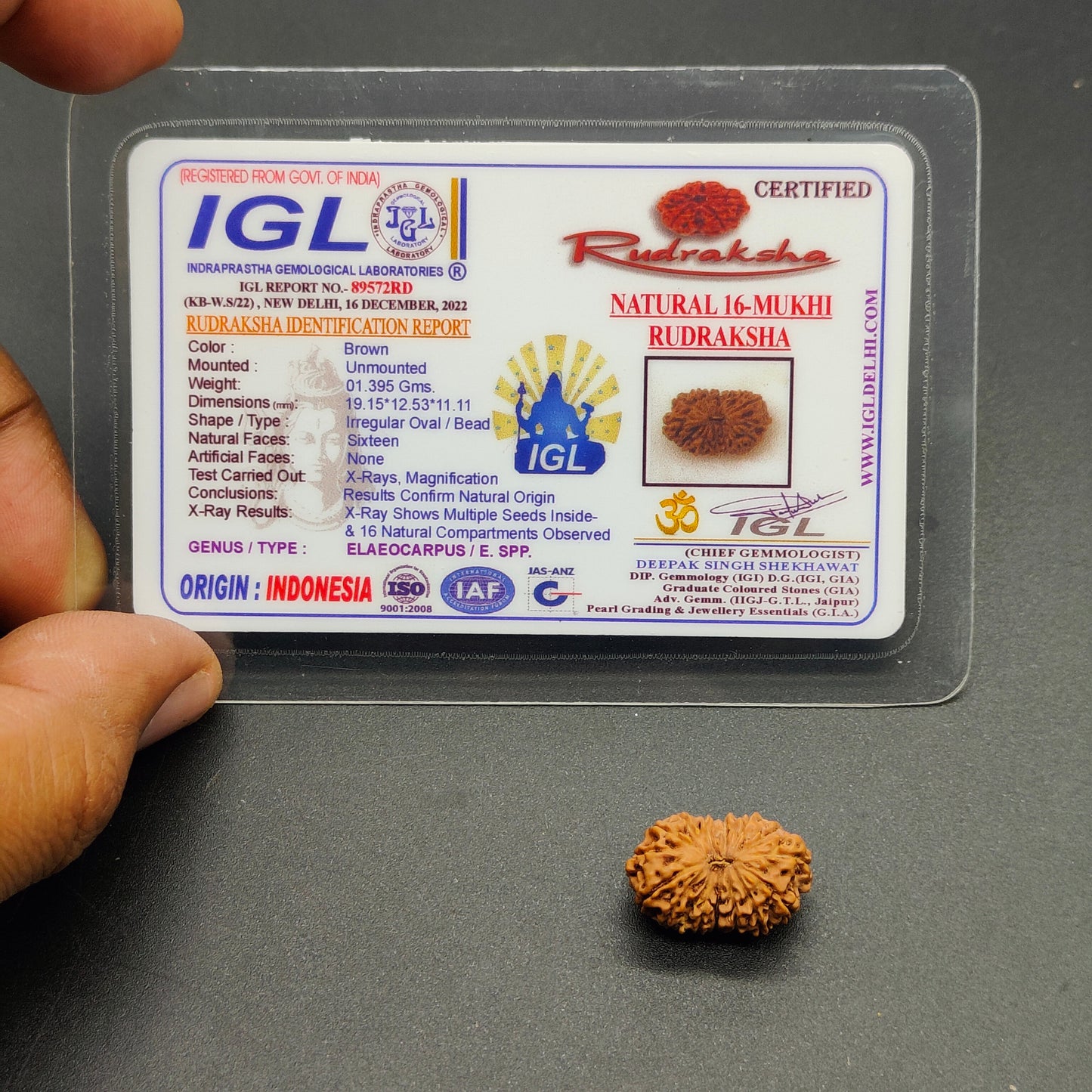 16 Mukhi / Sixteen Face Java Rudraksha 19.15 mm