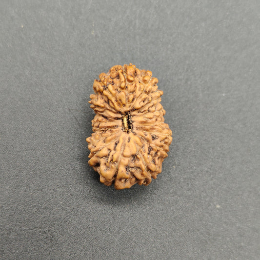 16 Mukhi / Sixteen Face Java Super Collector Rudraksha 23.20mm