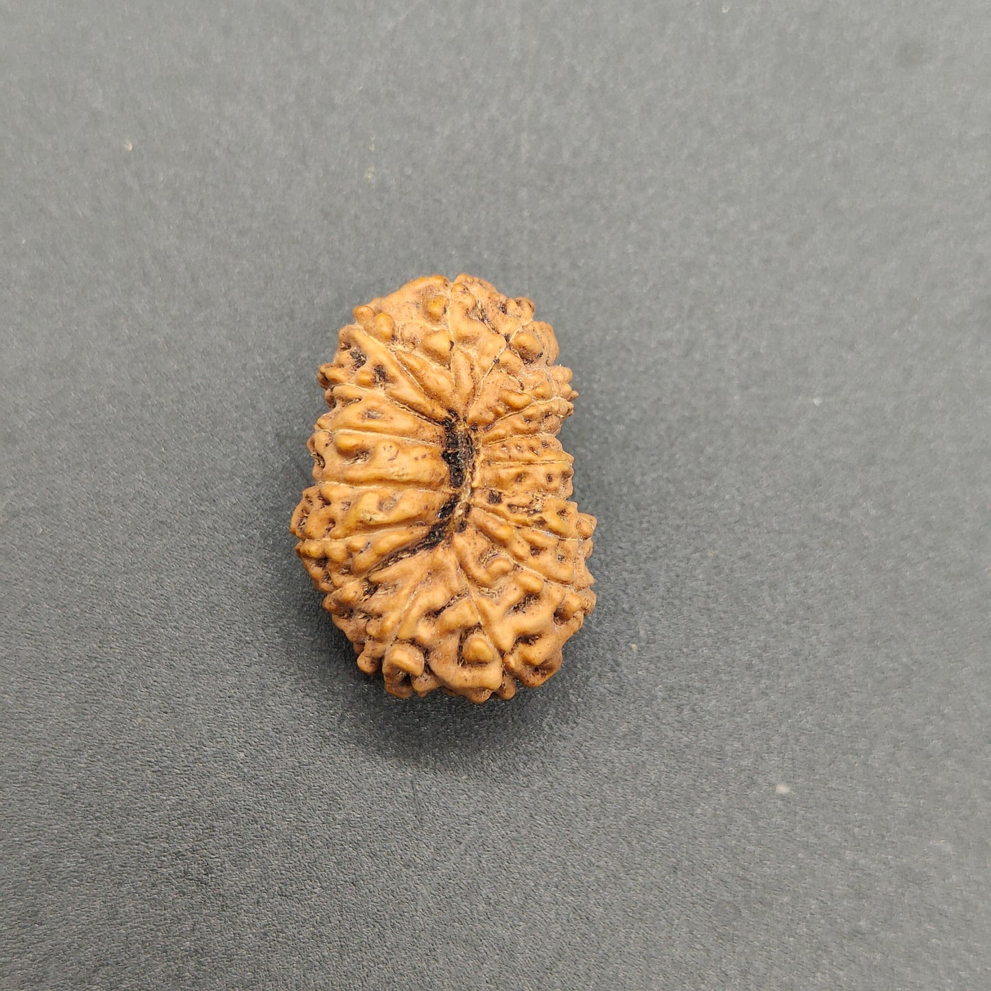 16 Mukhi / Sixteen Face Java Super Collector Rudraksha 23.20mm