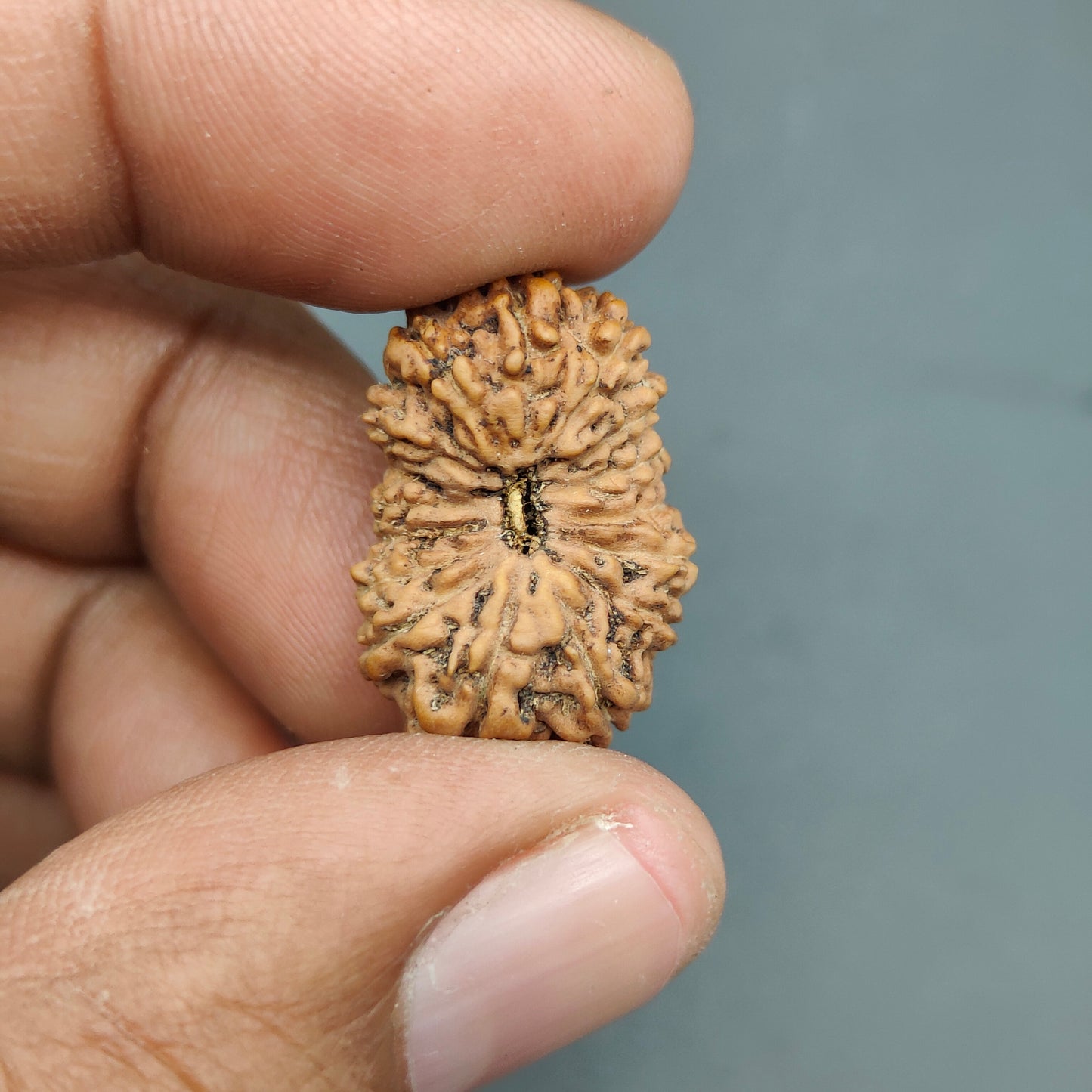 16 Mukhi / Sixteen Face Java Super Collector Rudraksha 23.20mm