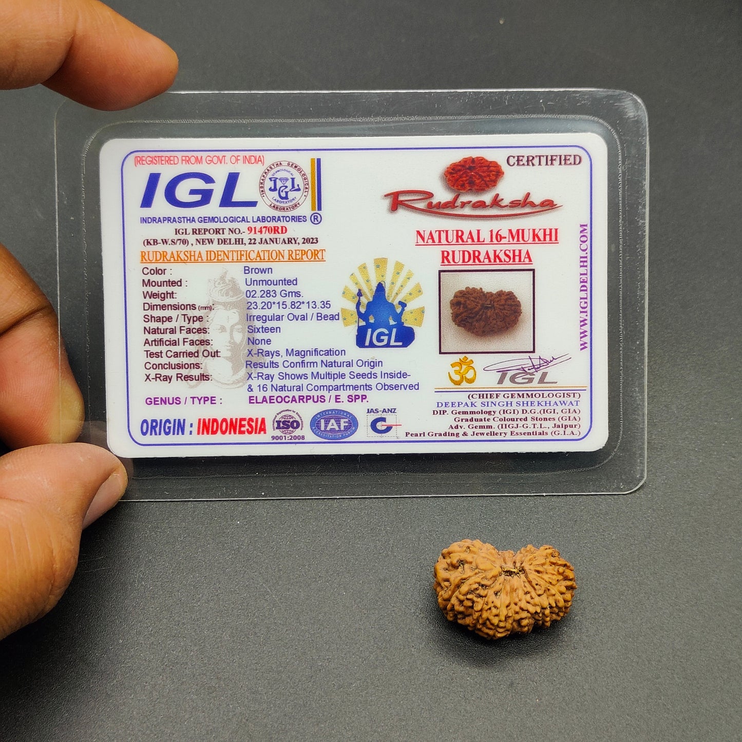16 Mukhi / Sixteen Face Java Super Collector Rudraksha 23.20mm