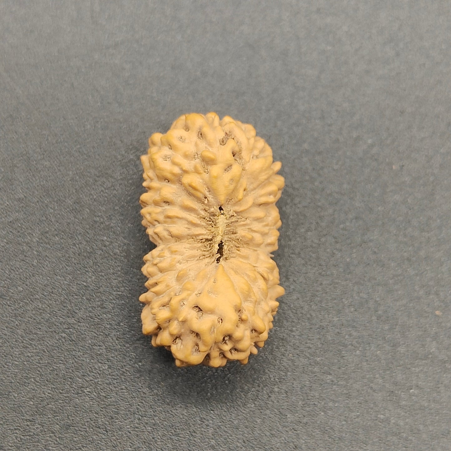 18 Mukhi / Eighteen Face Java Rudraksha 18 mm Plus