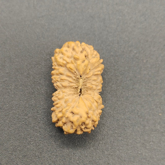 18 Mukhi / Eighteen Face Java Rudraksha 18 mm Plus
