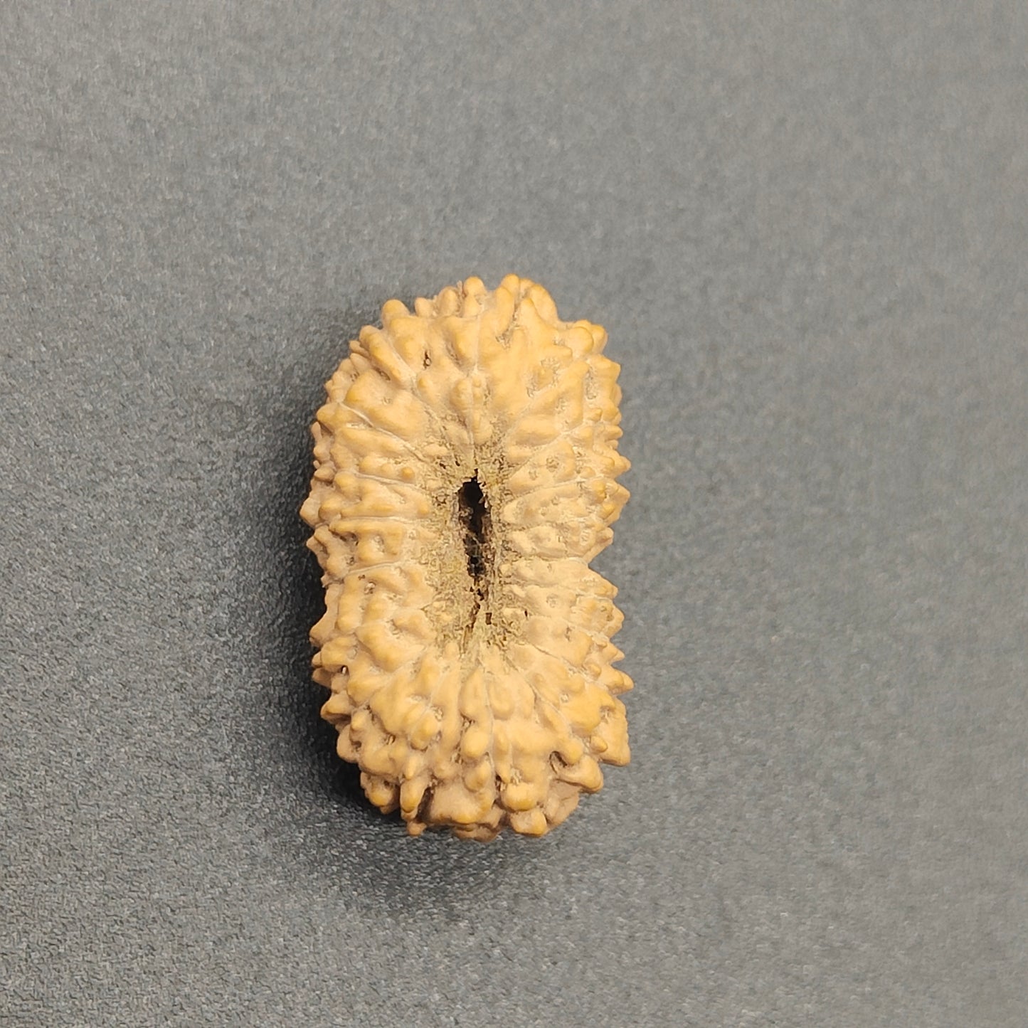 18 Mukhi / Eighteen Face Java Rudraksha 18 mm Plus