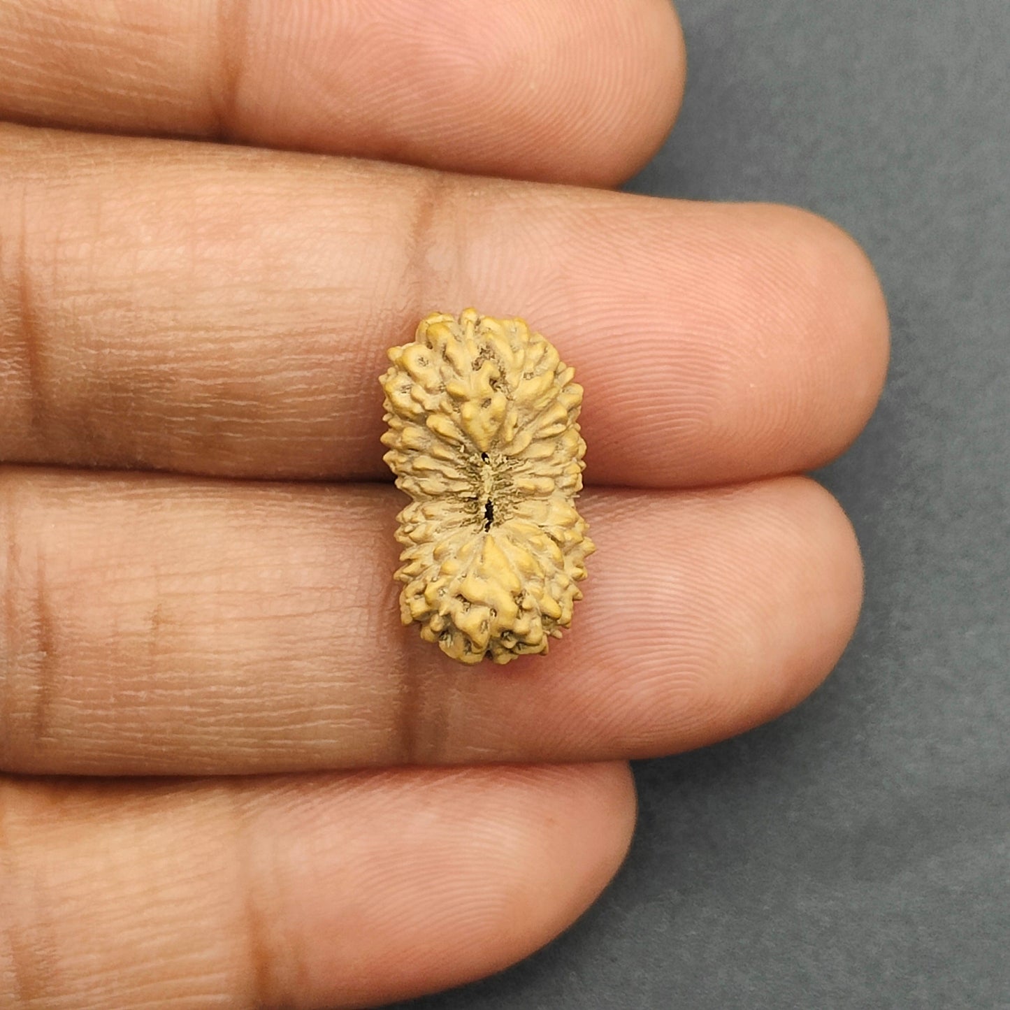 18 Mukhi / Eighteen Face Java Rudraksha 18 mm Plus