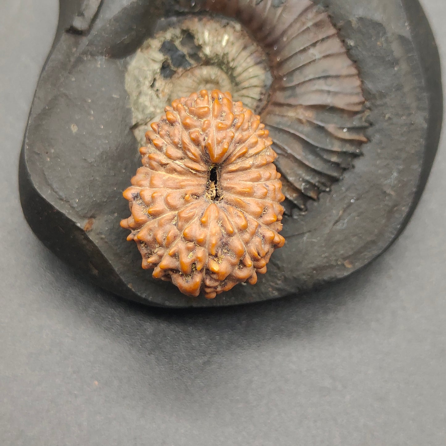 17 Mukhi / Seventeen Face Java Rudraksha Super Collector 22.81 mm