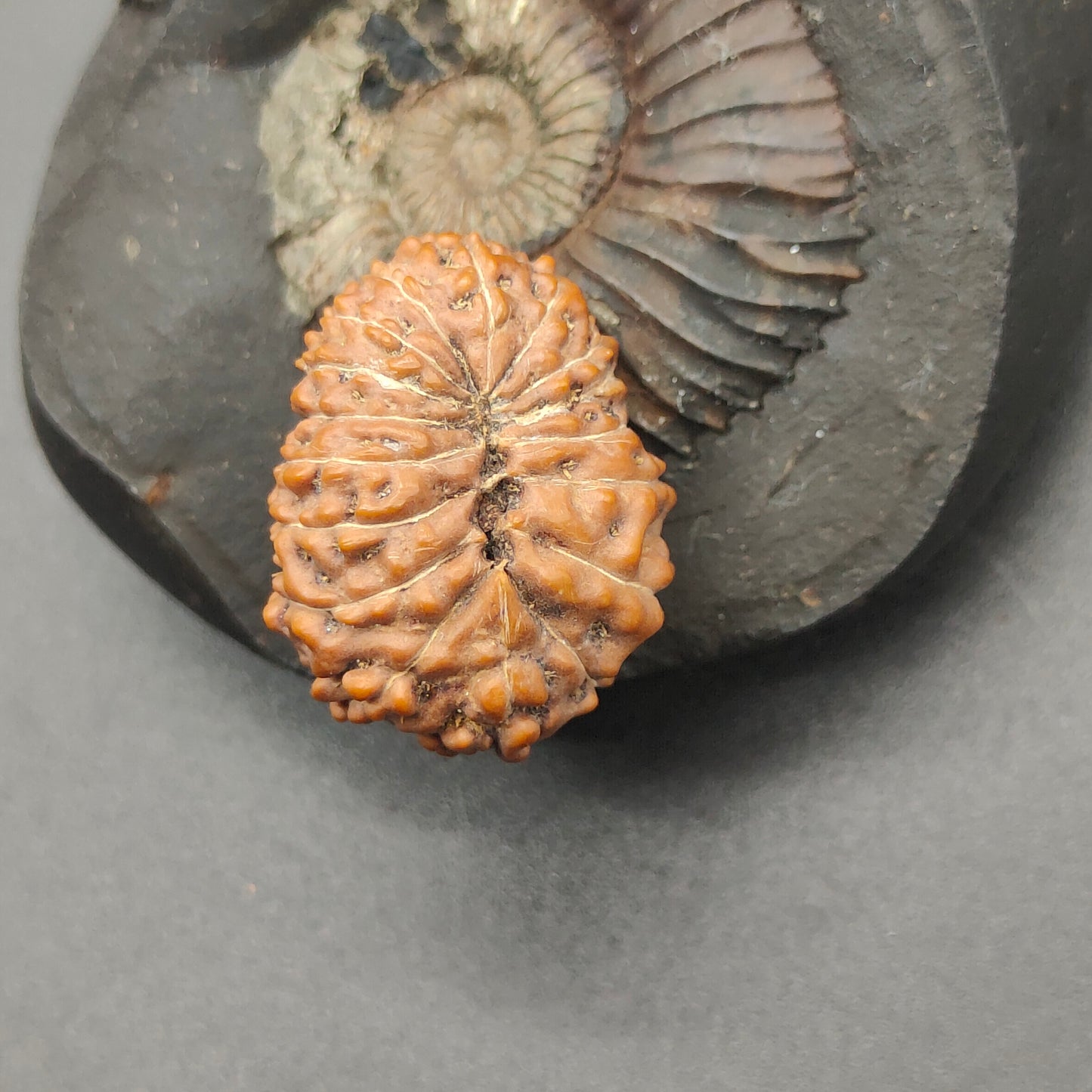 17 Mukhi / Seventeen Face Java Rudraksha Super Collector 22.81 mm