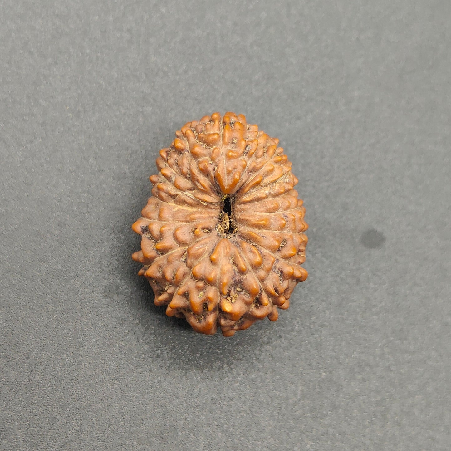17 Mukhi / Seventeen Face Java Rudraksha Super Collector 22.81 mm